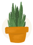 zebra cactus plant illustration