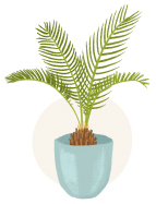 sago palm plant illustration