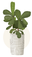 fiddle leaf fig plant illustration