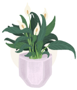 peace lillies plant illustration