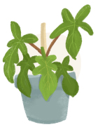 philodendron plant illustration