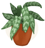 chinese evergreen plant illustration