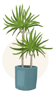 dragon tree plant illustration