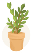 zz plant plant illustration