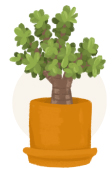 jade plant illustration