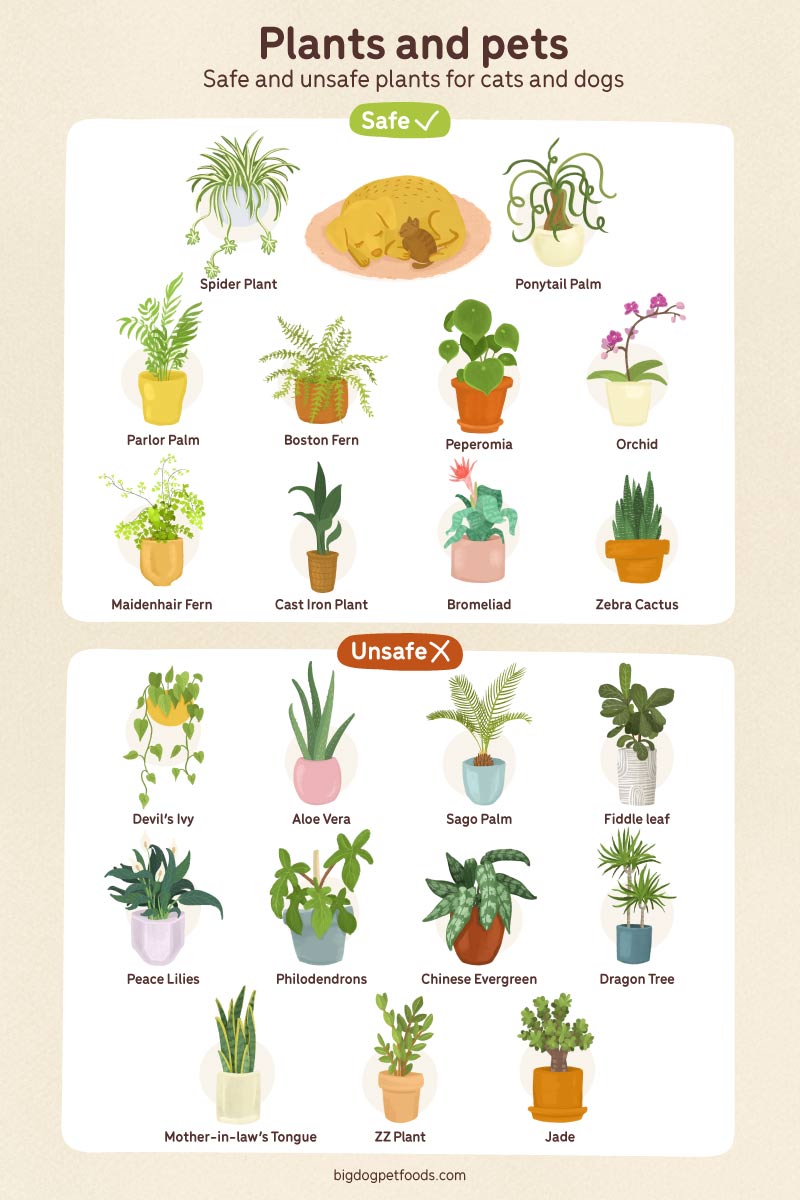 plants and pets infographic chart safe unsafe for dogs cats pets