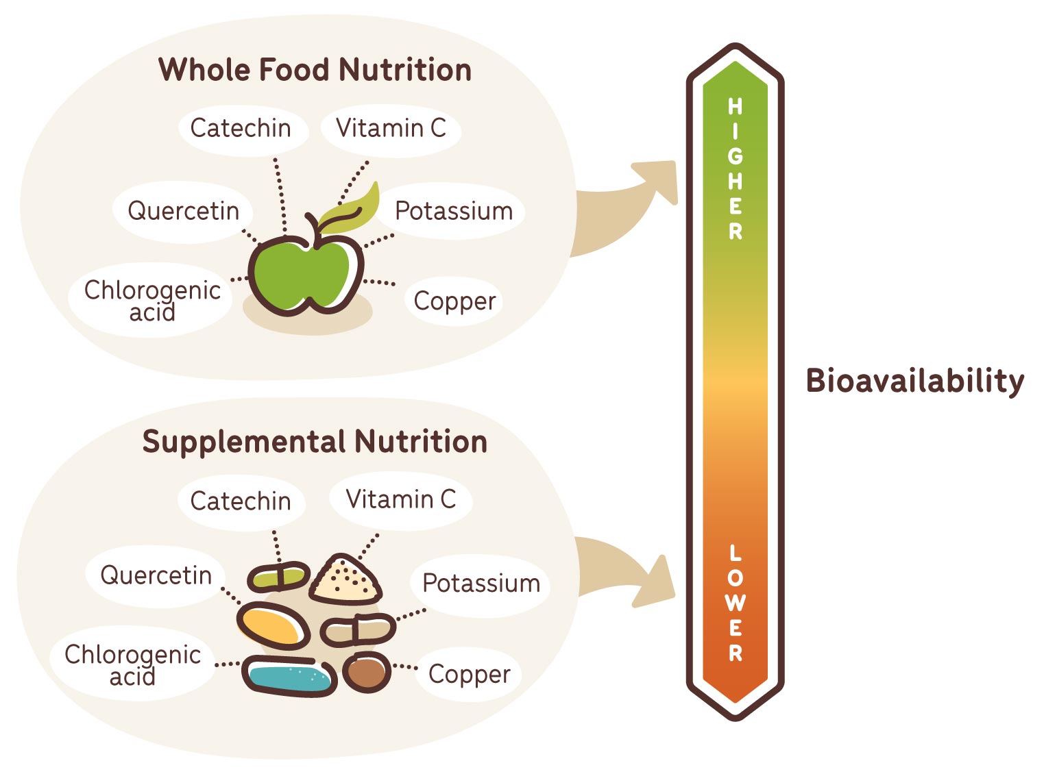 bioavailability in whole food nutrition versus supplemental nutrition