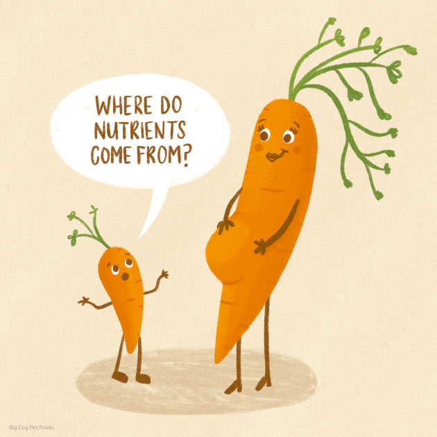 carrot nutrition mum son mother child
