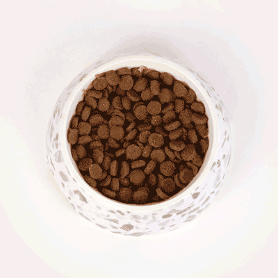 transition from kibble to raw dog food