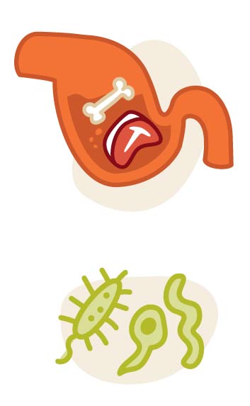 bones meat and digestion and bacteria