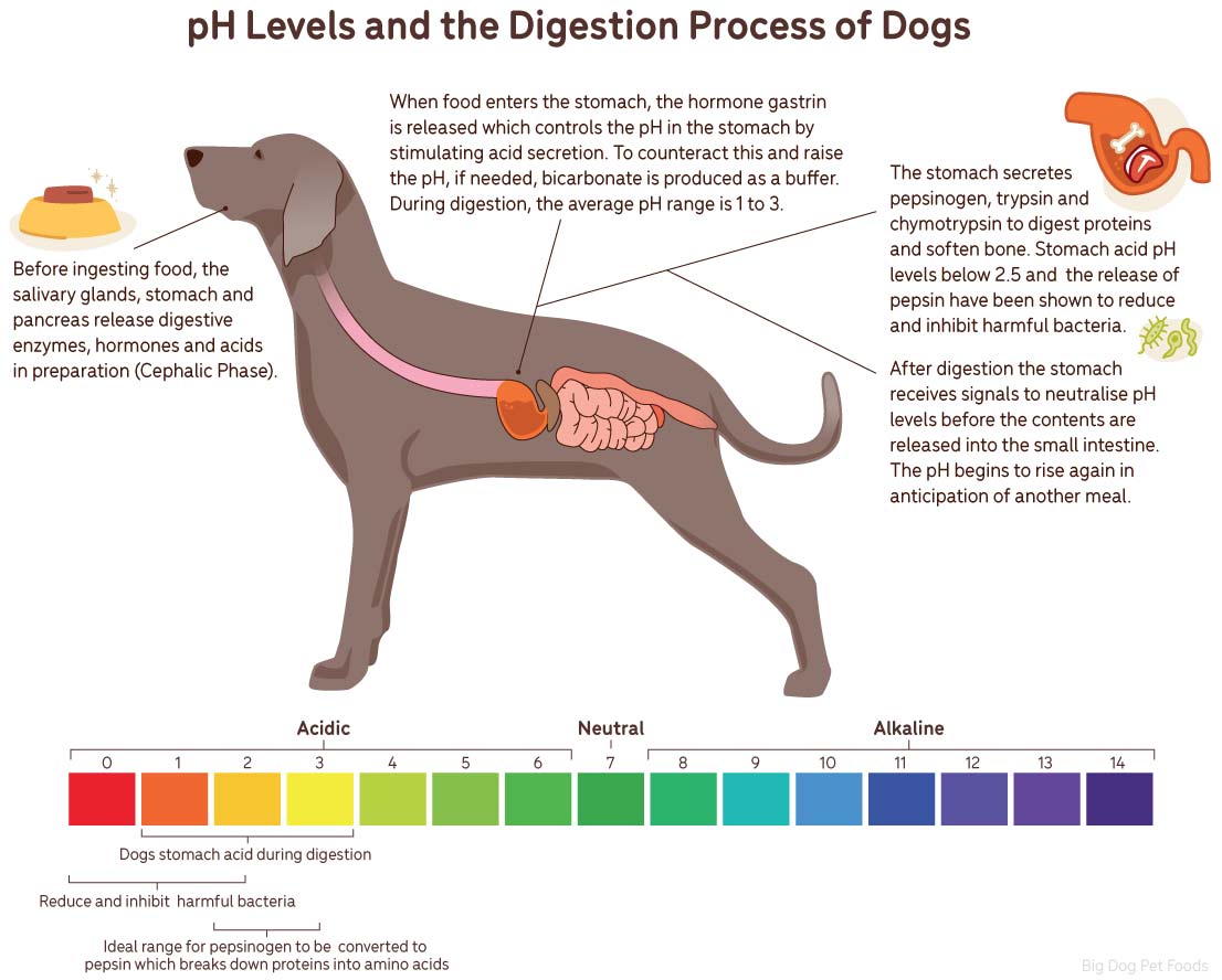ph levels and the digestion process of dogs