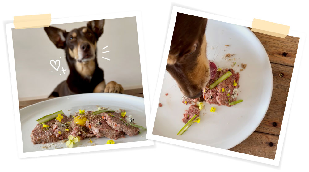 Kelpie dog eats fancy dinner chicken carpaccio