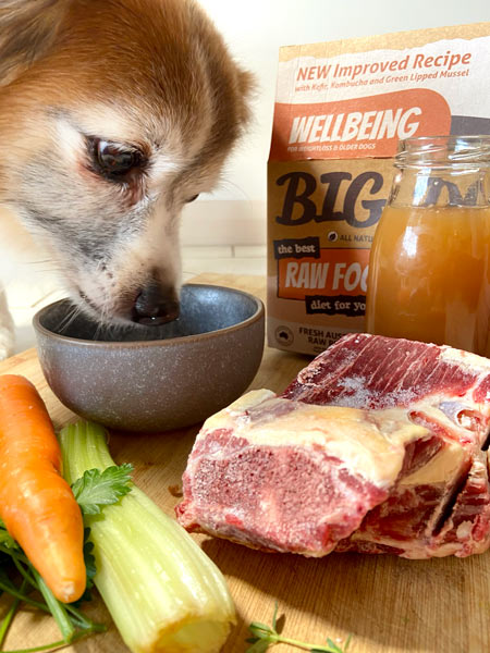 cute senior dog eating healthy food