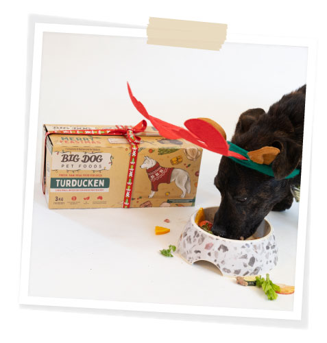 staffy eating turducken big dog pet foods