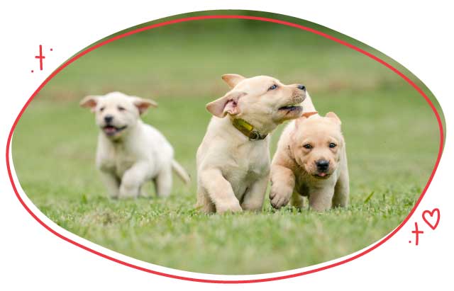 three labrador puppies running