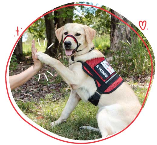 blonde labrador service dog giving high five