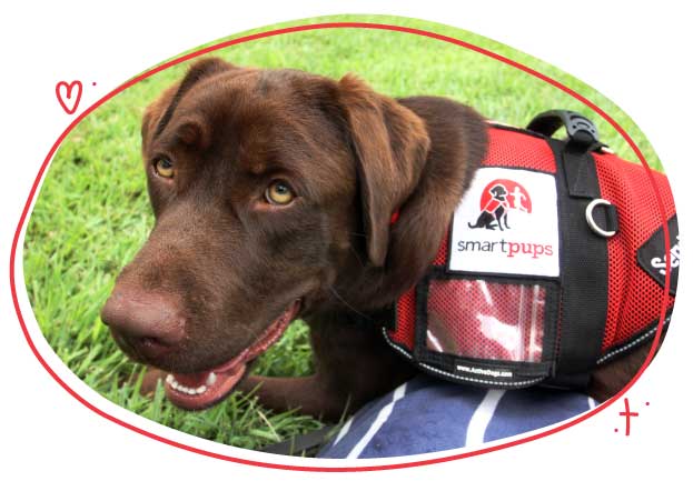 chocolate labrador service dog