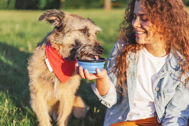 dog drinking from a portable bowl on a walk