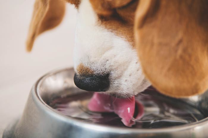 dog drinking water from stainless steel bowl
