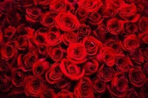 Valentine's Day Dinner