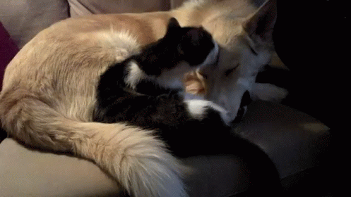 cat dog GIF