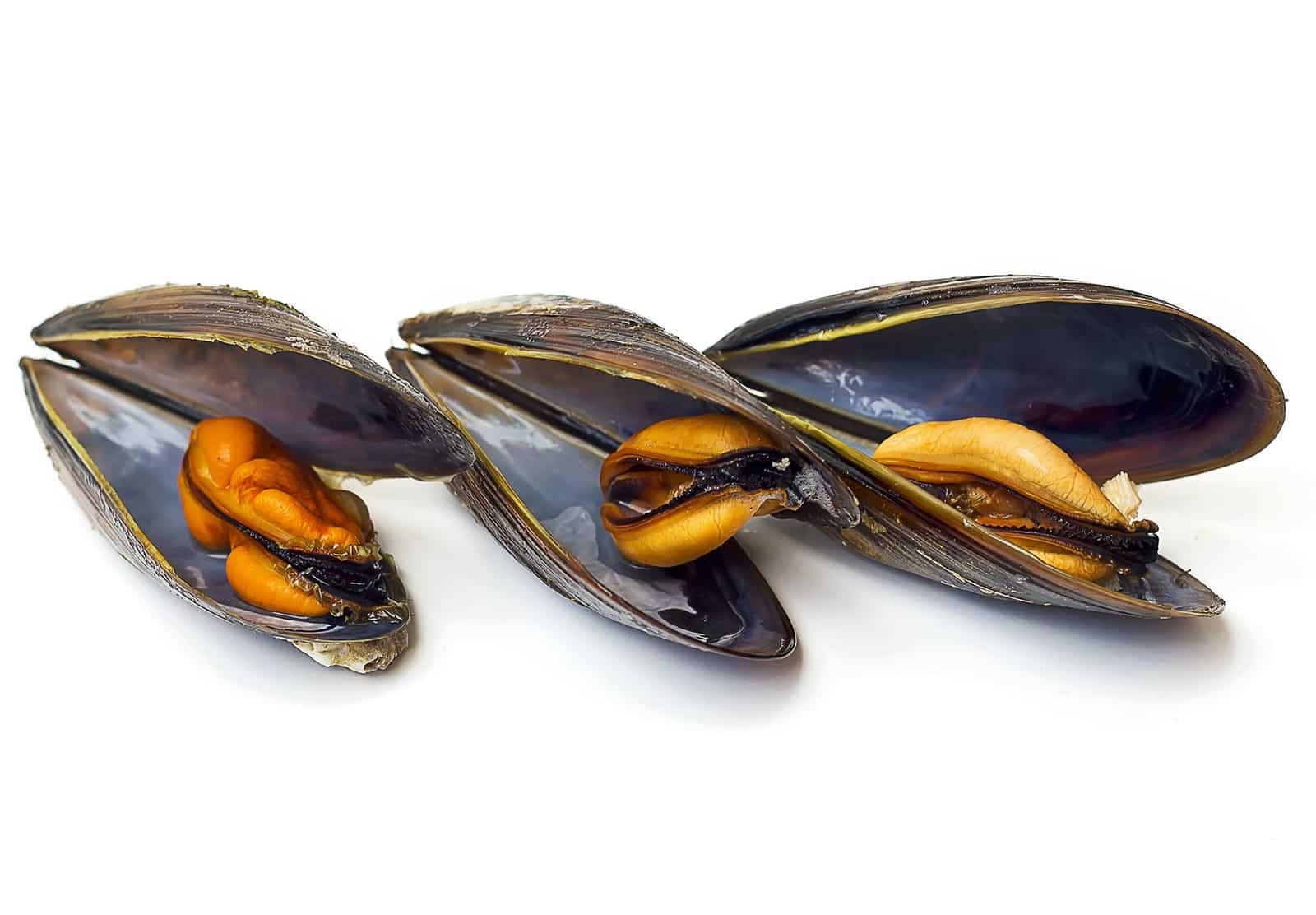 Mussel fish for tomorrow