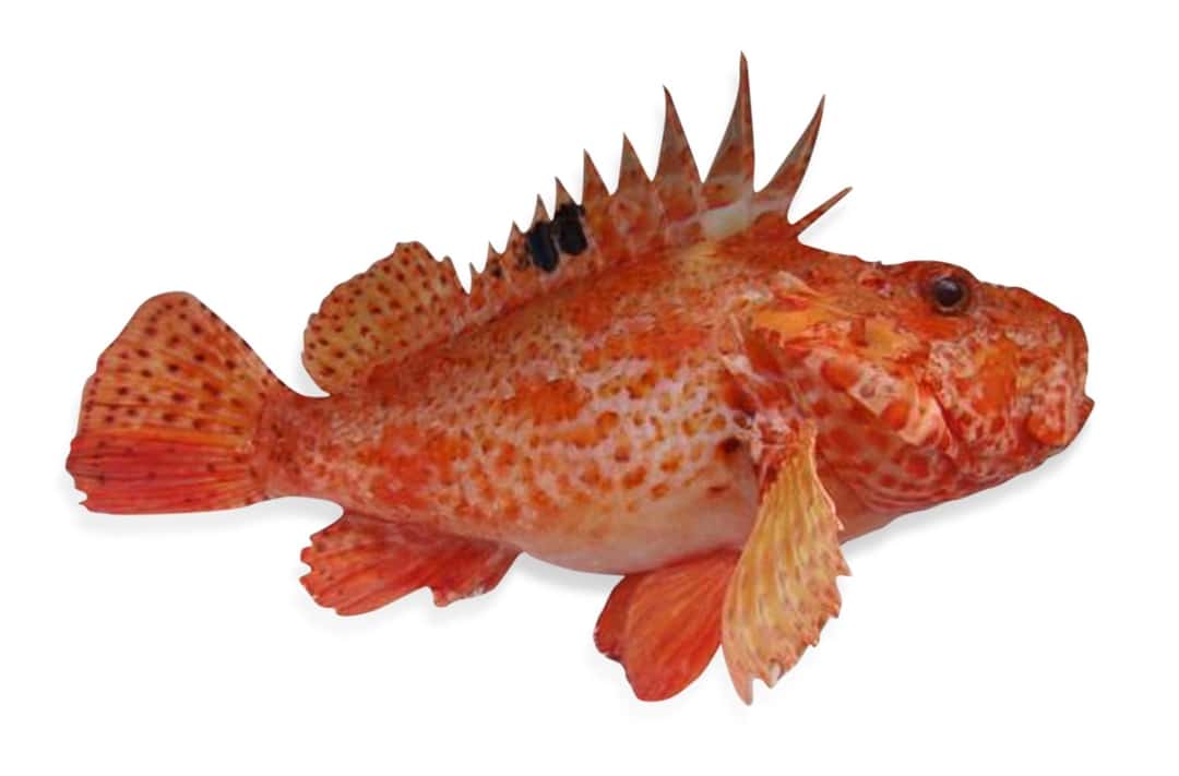 Red Scorpion Fish fish for tomorrow
