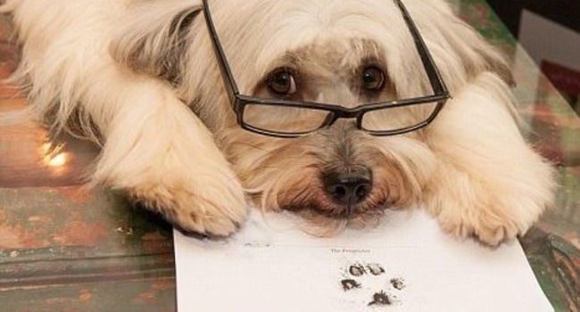 Image result for dog with contract