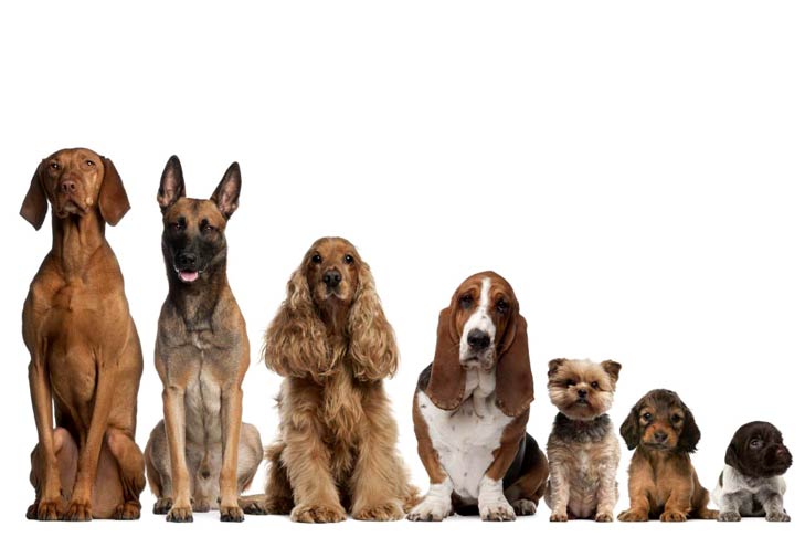 Image result for unique dog names