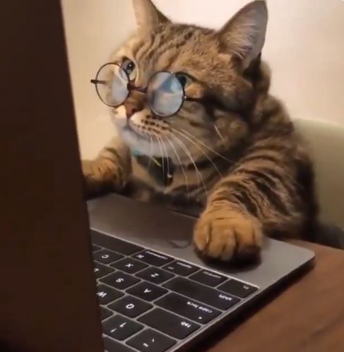 Image result for cat and computer image