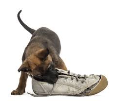 Image result for free dog stealing image