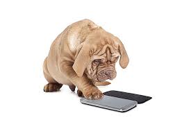 Image result for texting dog image