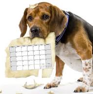 Image result for dog holding a calendar image