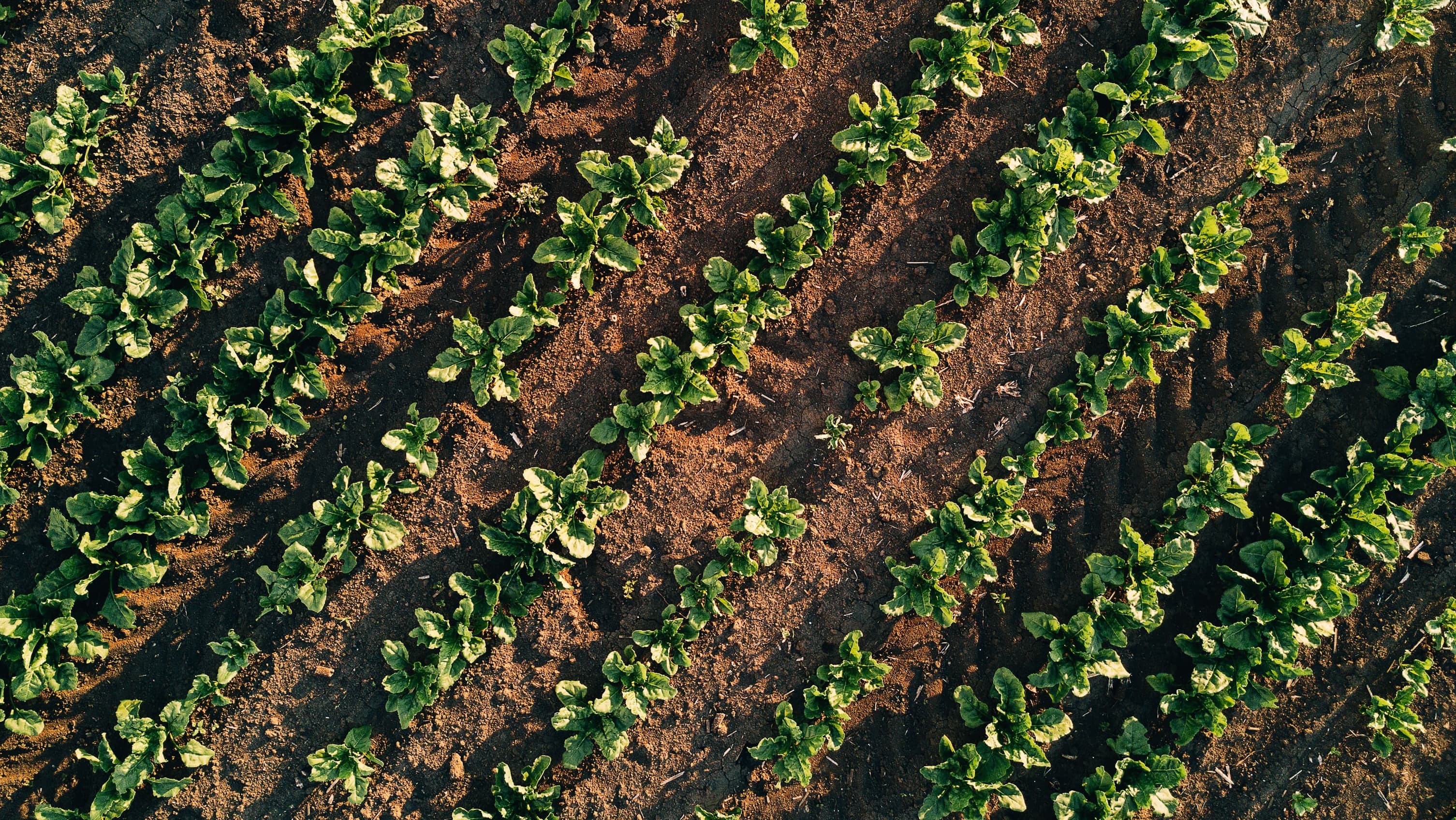 Crop Photo