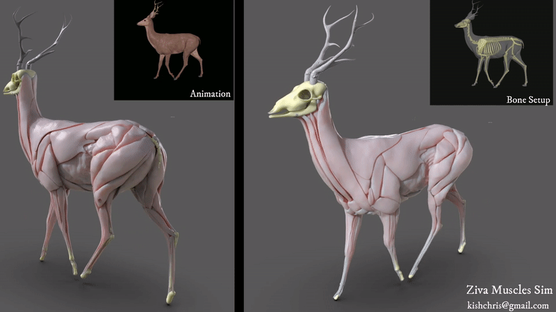 A gif of a muscular skeletal structure of a 3D deer
