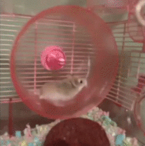 https://media.giphy.com/media/o9W9ILrxLrHpe/giphy.gif