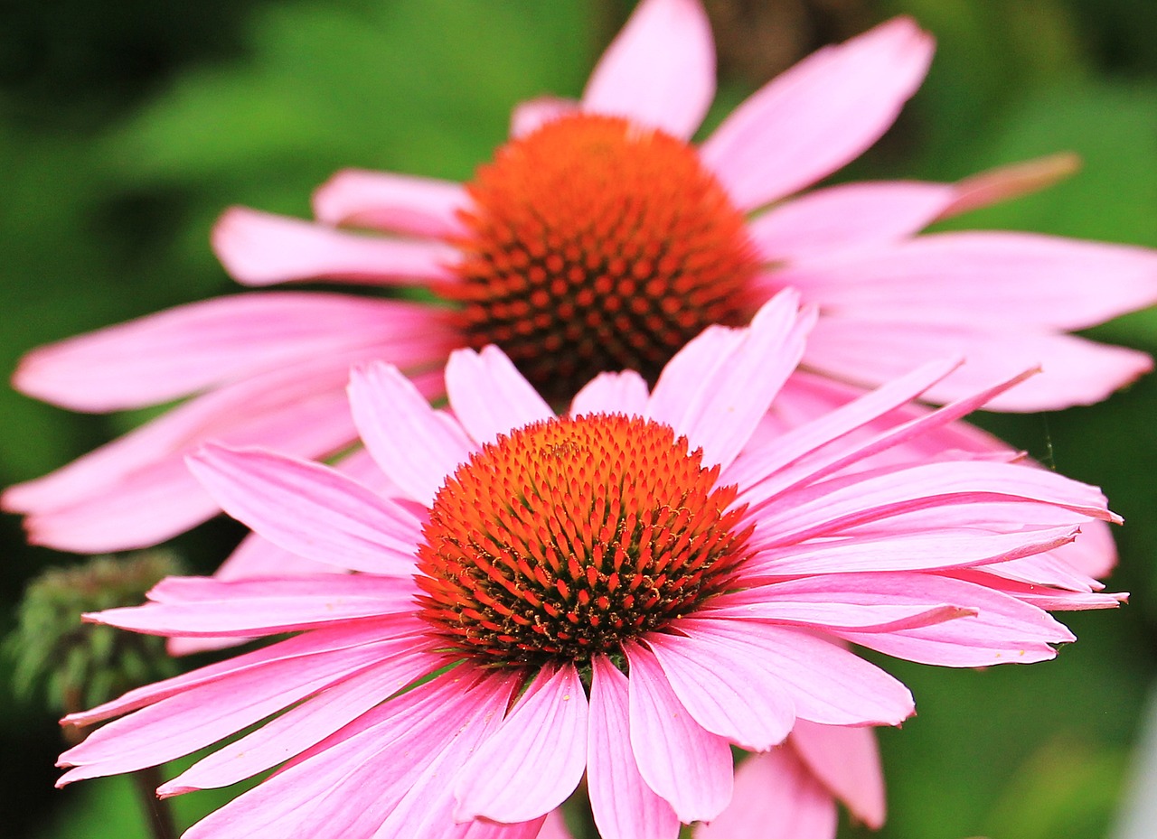 5 Echinacea Tea Benefits For Health Cup & Leaf