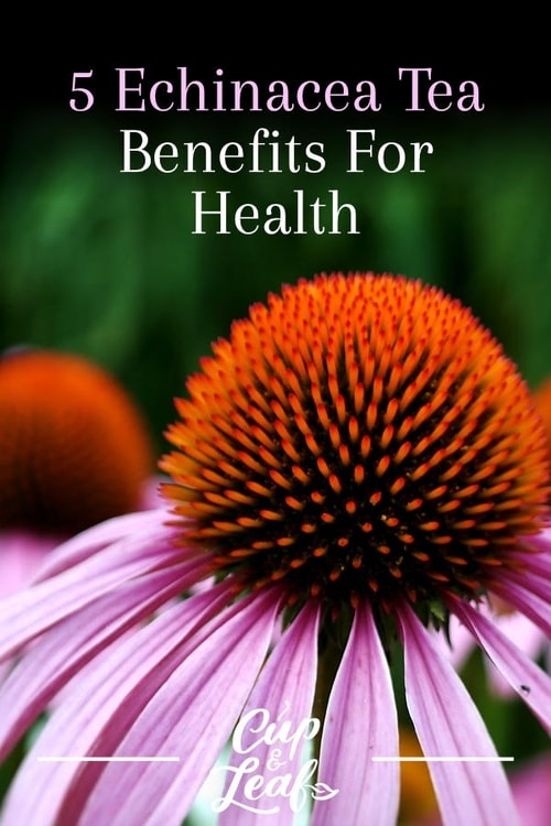 5 Echinacea Tea Benefits For Health Cup & Leaf