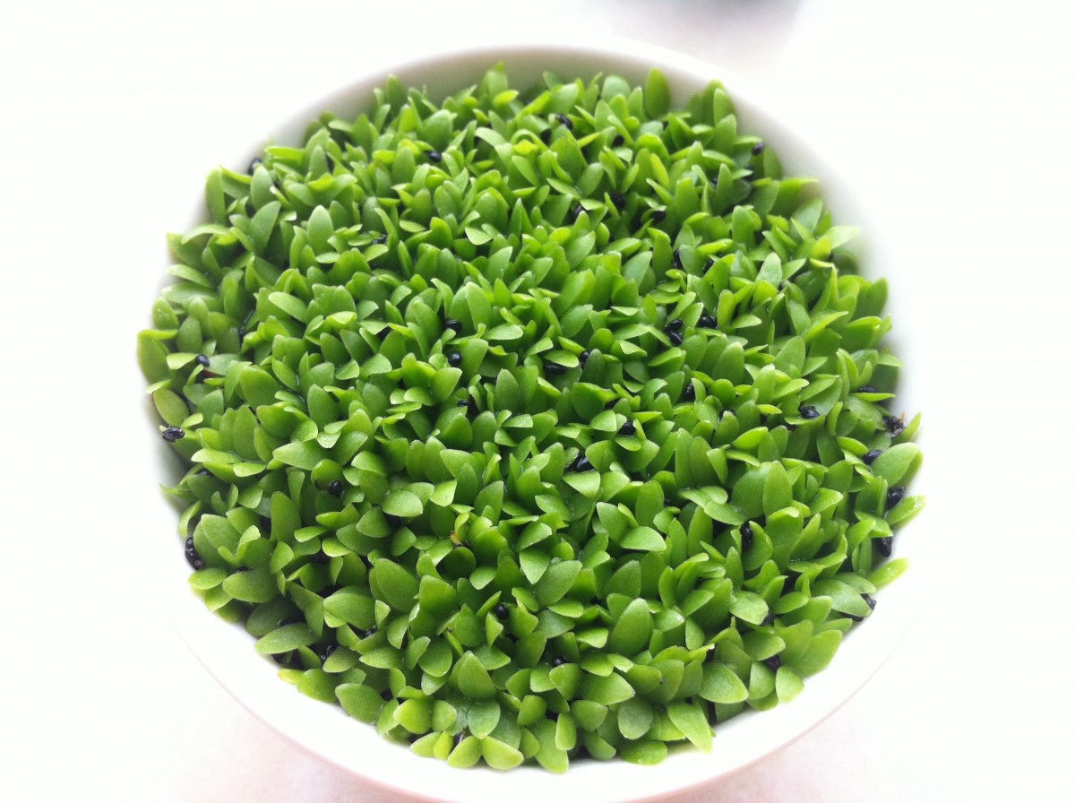 What Is the Green Tea Diet and Does It Really Work? Cup & Leaf