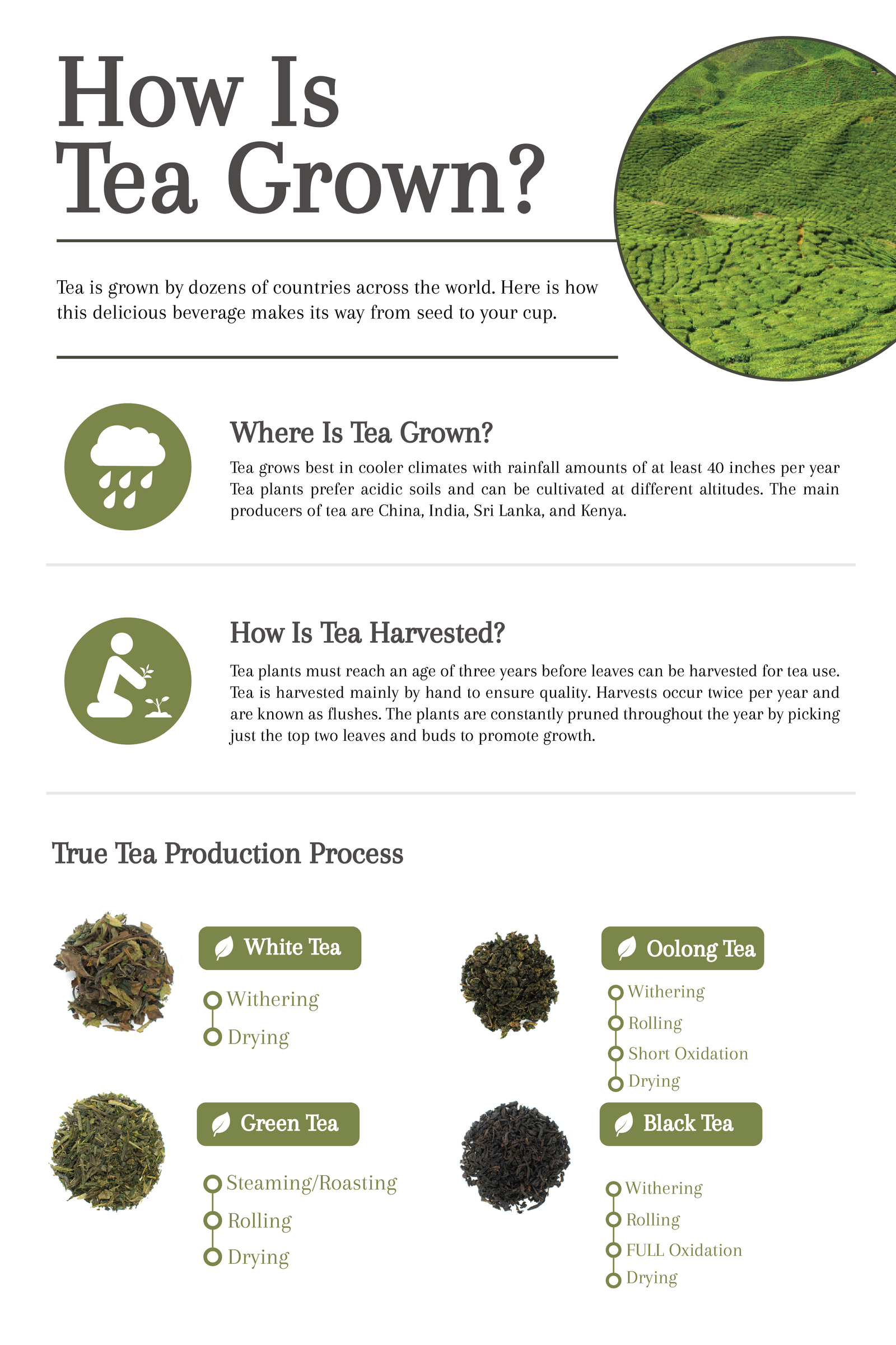How Is Tea Grown? The Story of Tea From Harvest to Cup Cup & Leaf