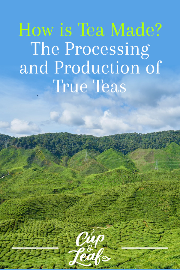 How is Tea Made? The Processing and Production of True Teas Cup & Leaf