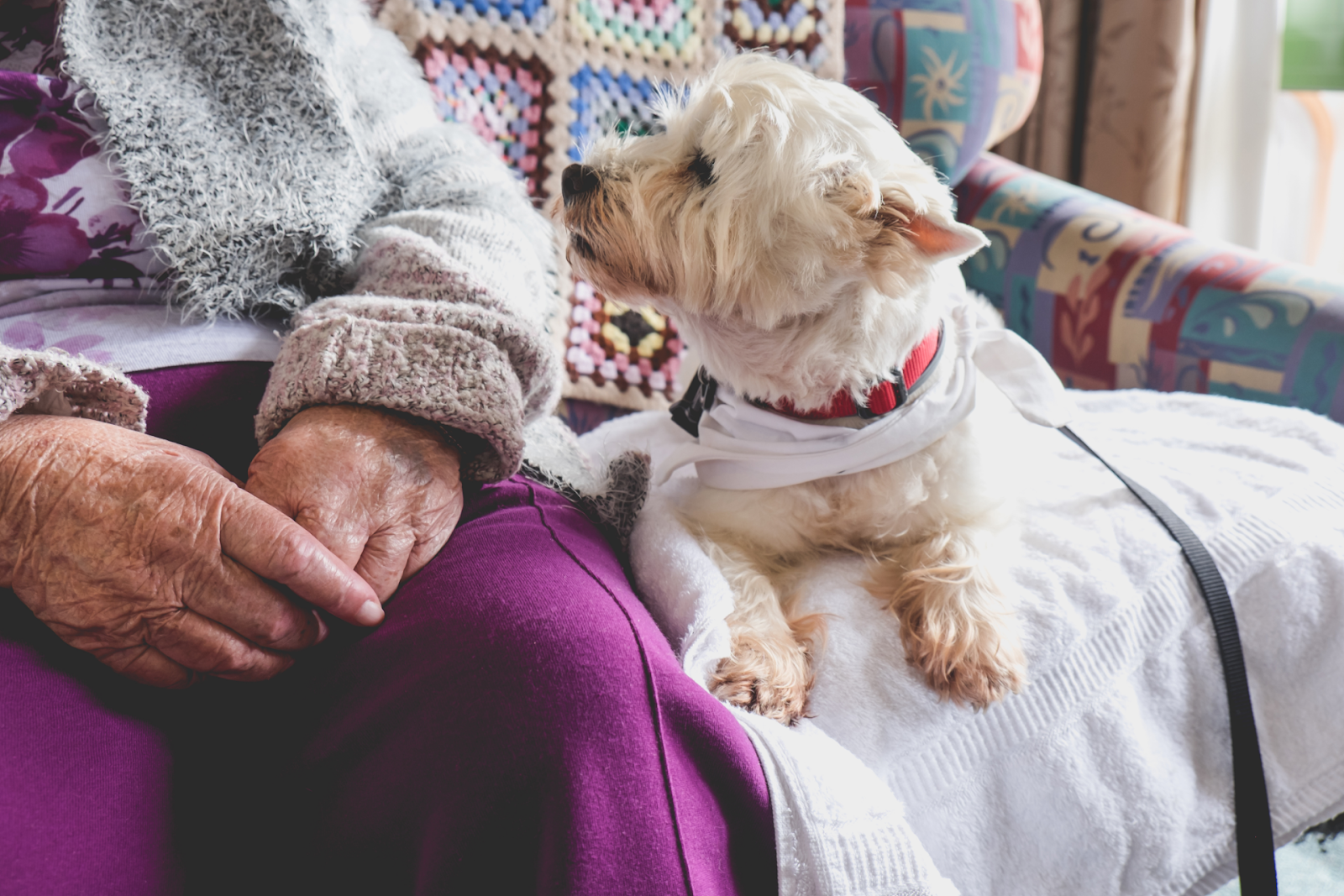 elderly person sitting next to therapy dog