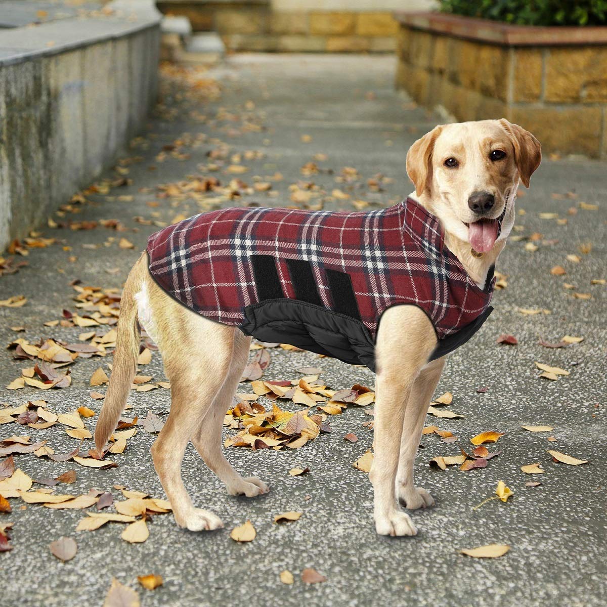 A dog in a plaid coat.