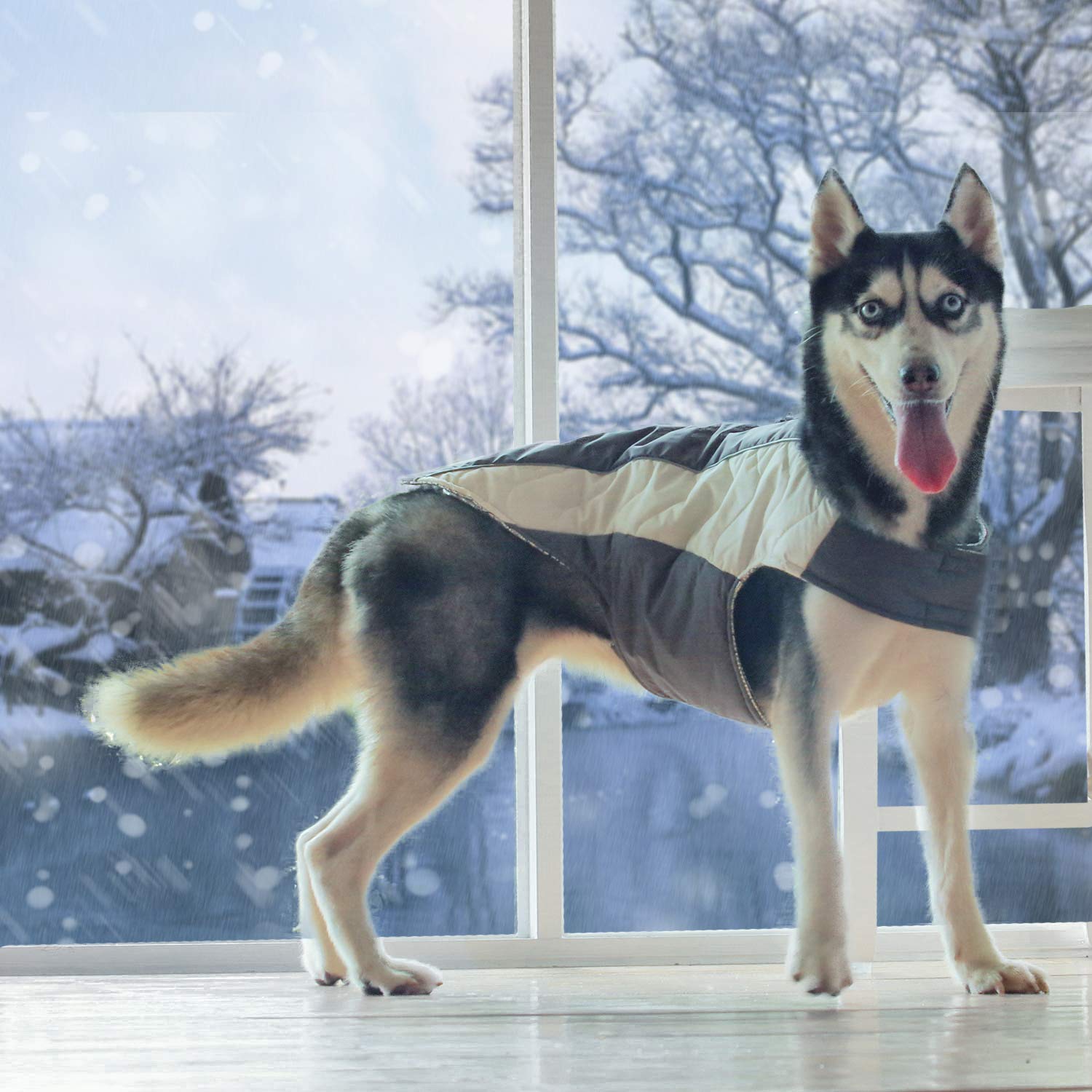 A husky in a reflective jacket.