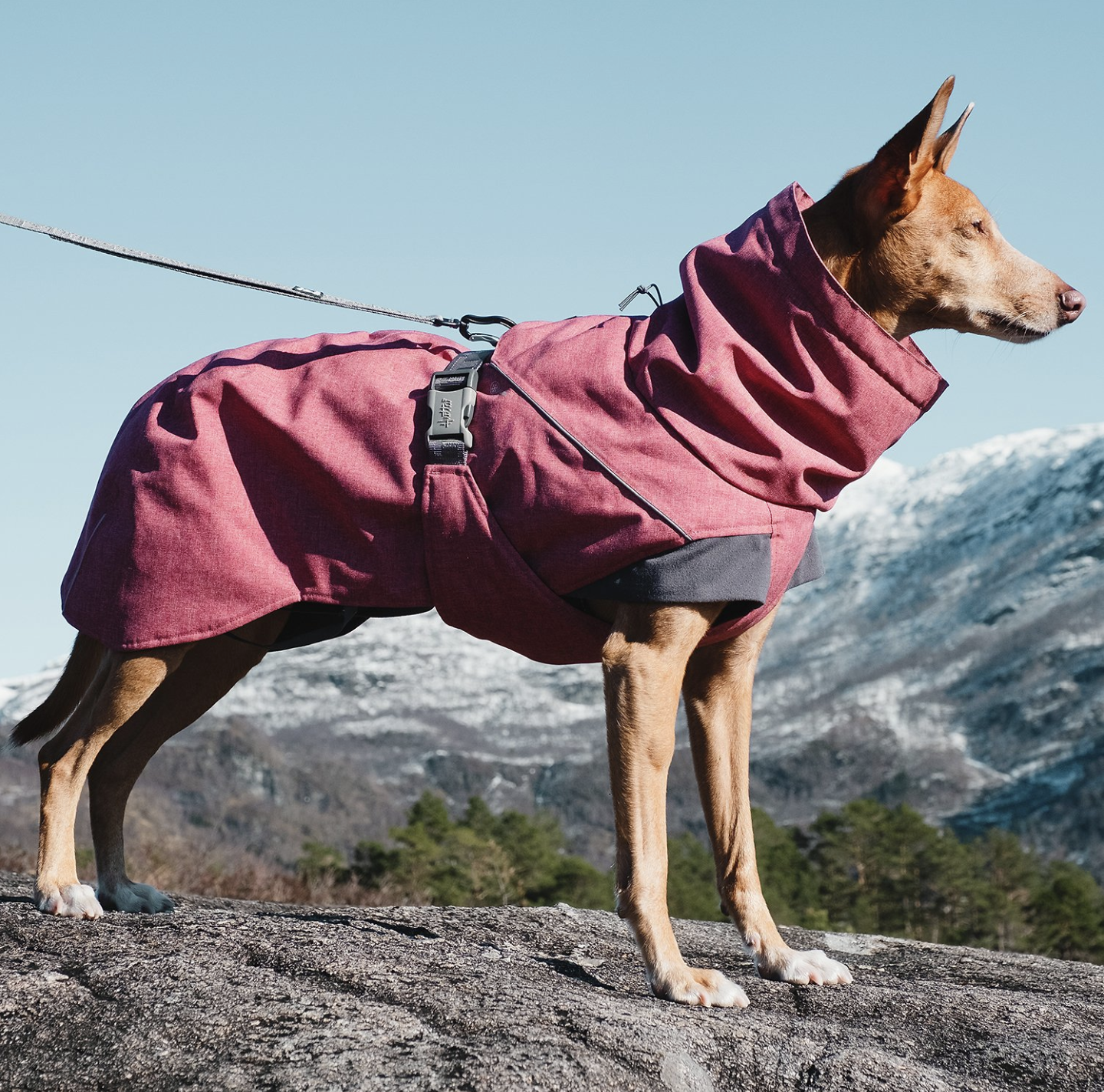 A mountain dog with a big red coat.