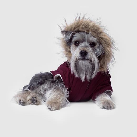 A dog in a fur-lined coat.