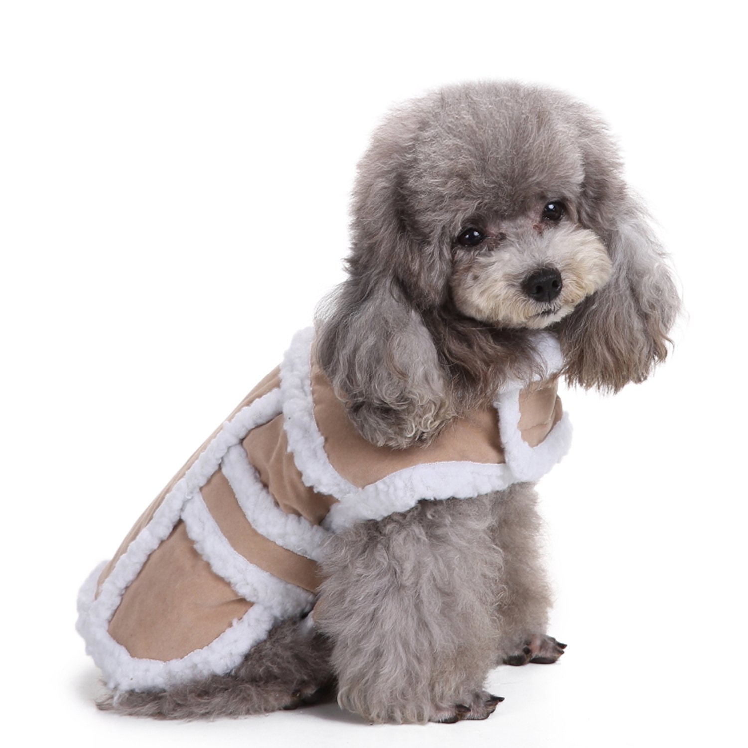 A fluffy dog in a fluffy coat.