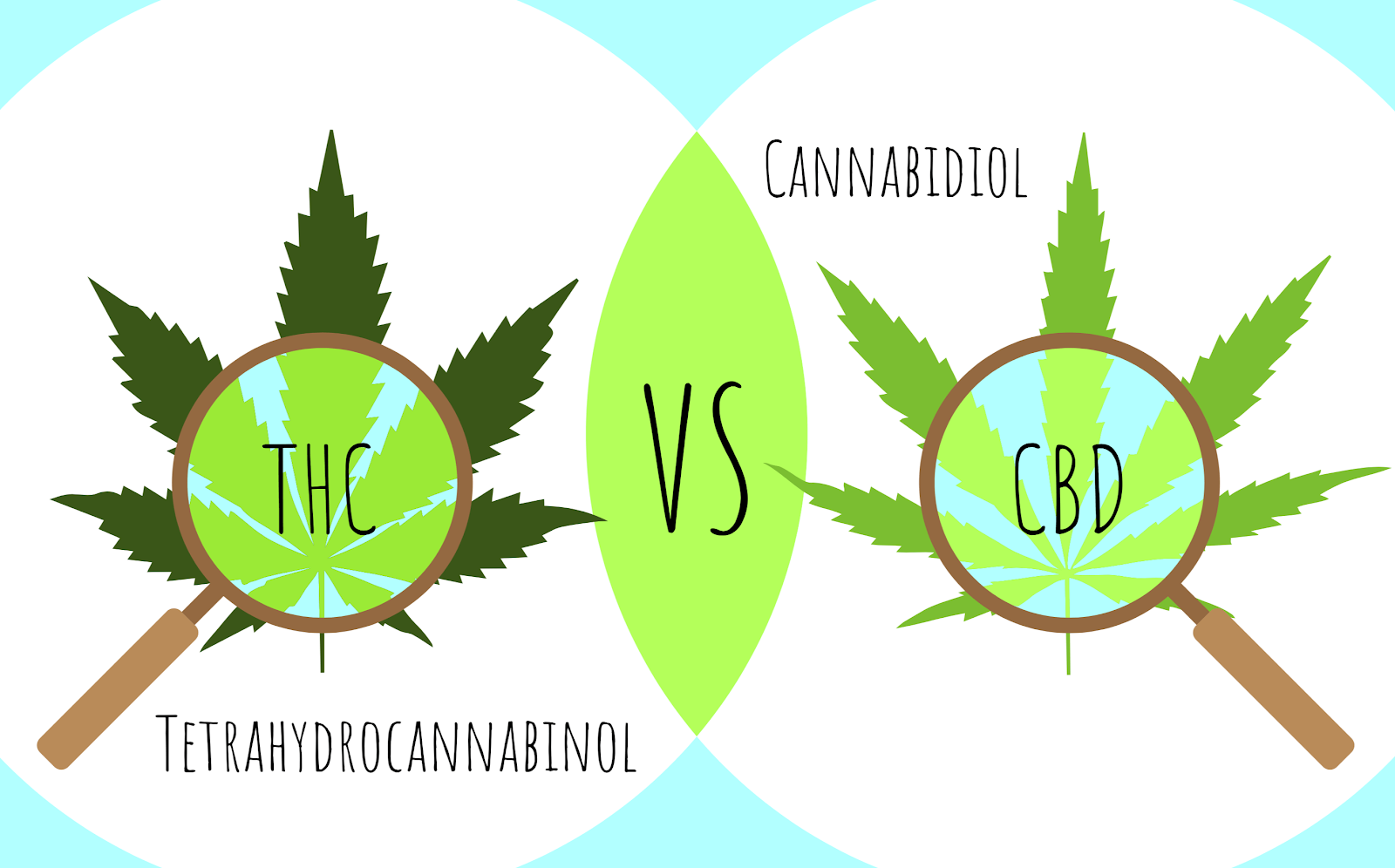 thc vs cbd