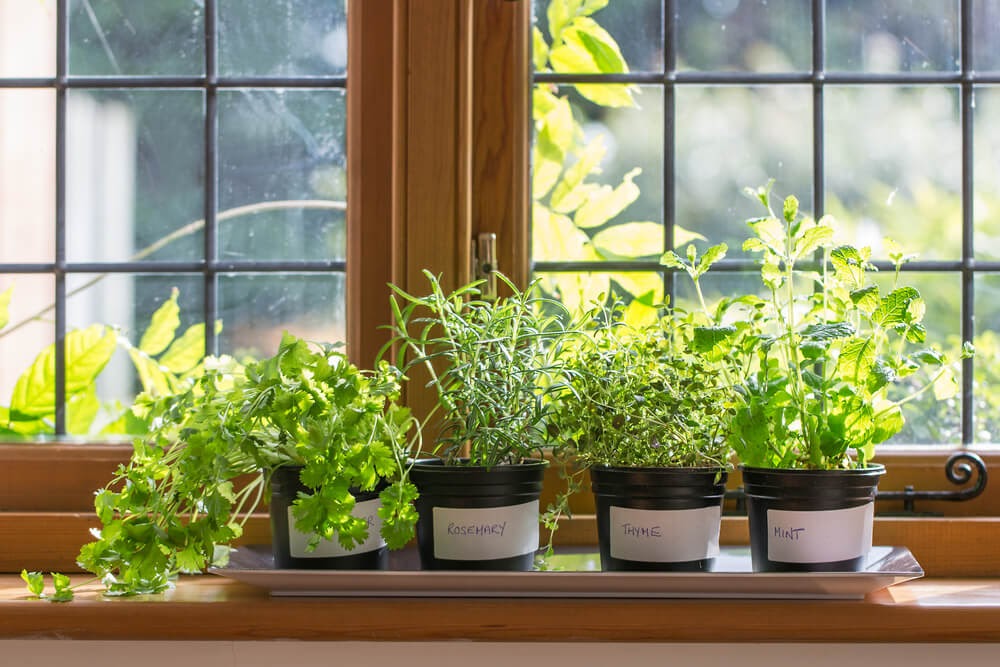 herb garden