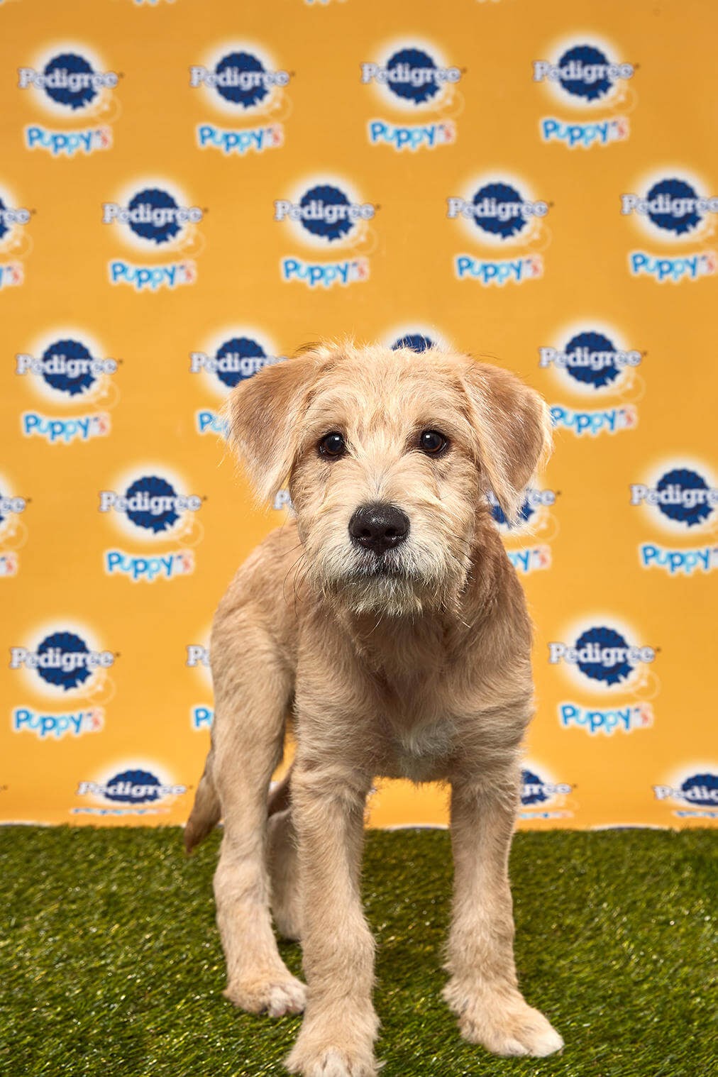 Papaya Dog - Animal Planet